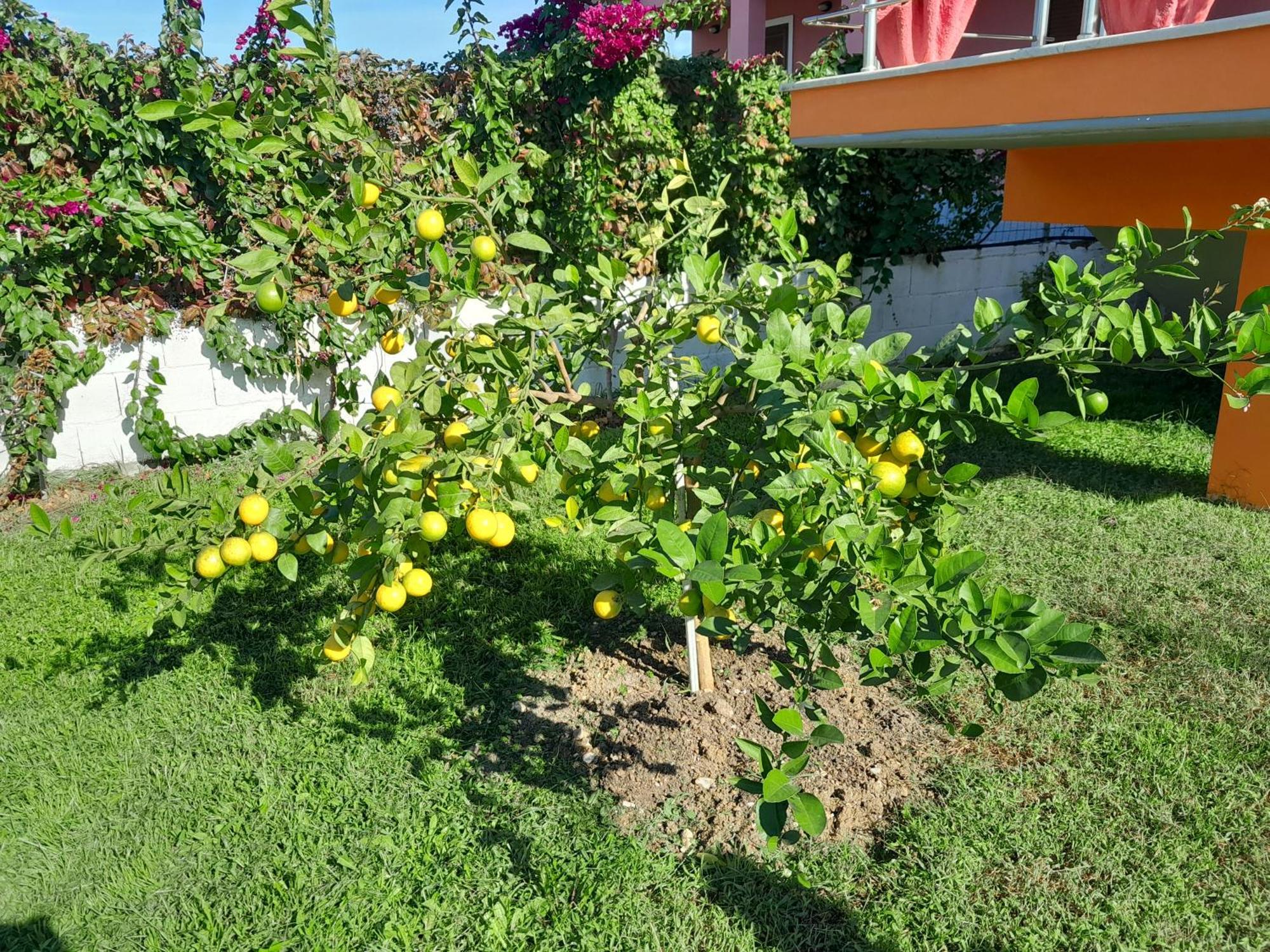 Villa Orange Vlorë Zimmer foto
